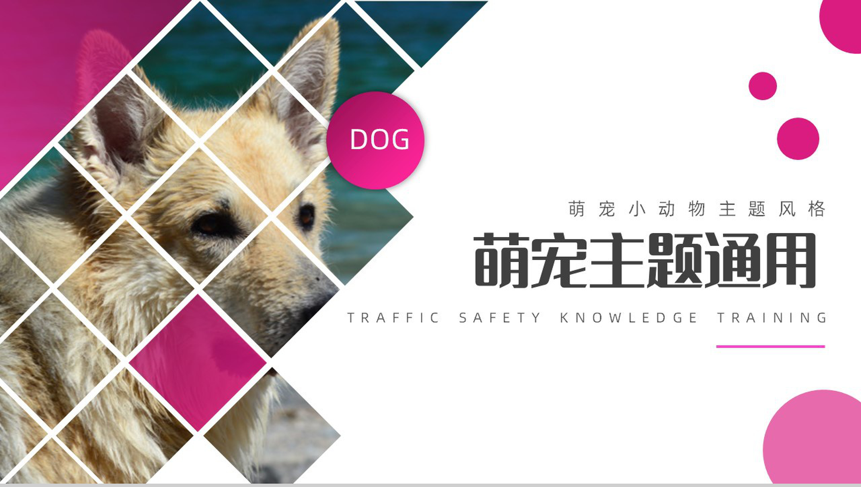 萌宠小动物主题风格PPT模板-1