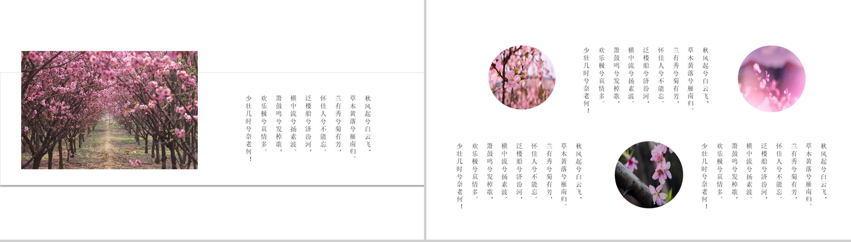 桃花节欣赏桃花旅游纪念相册PPT模板-11