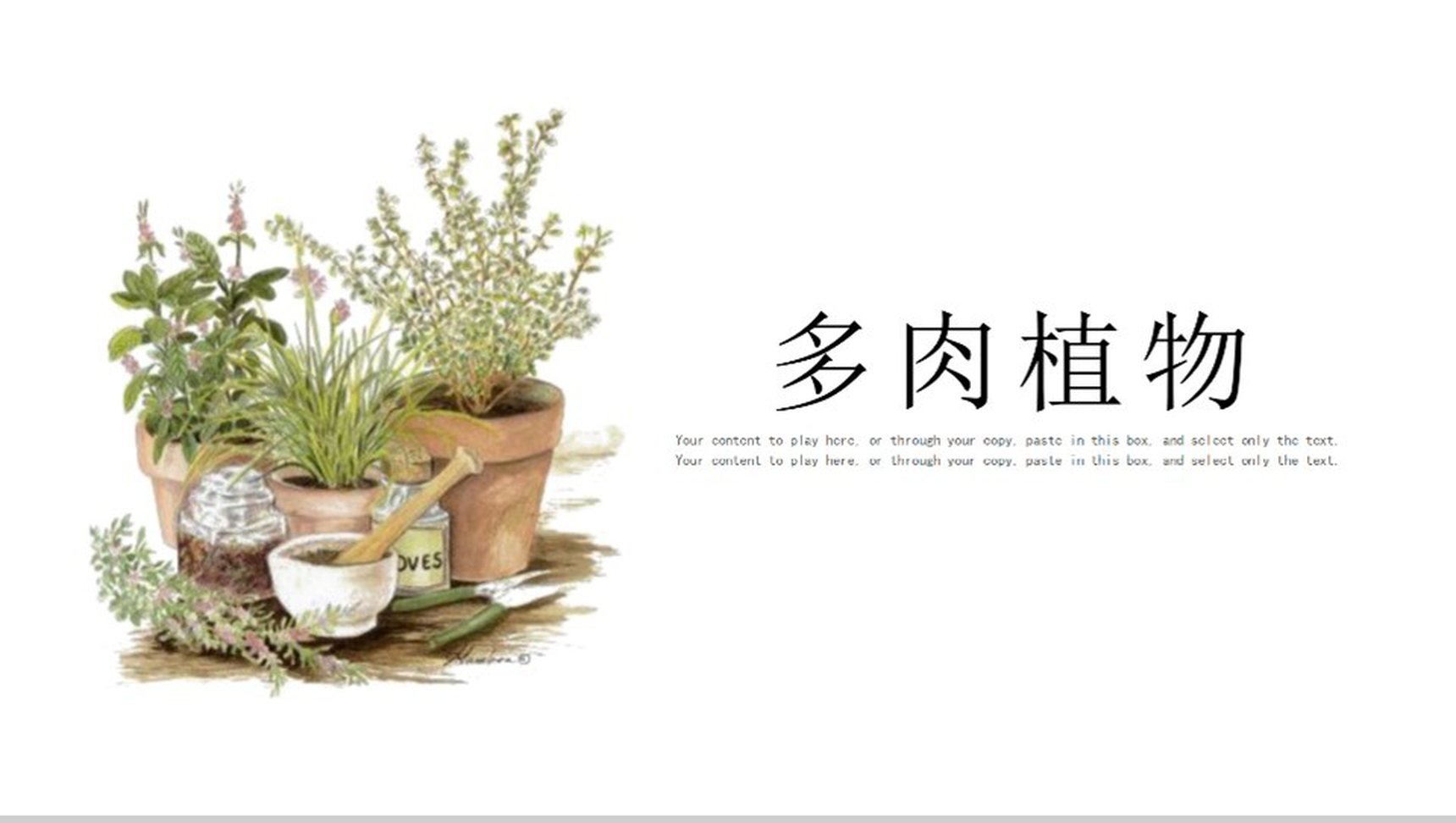 白色简约多肉植物工作汇报PPT模板