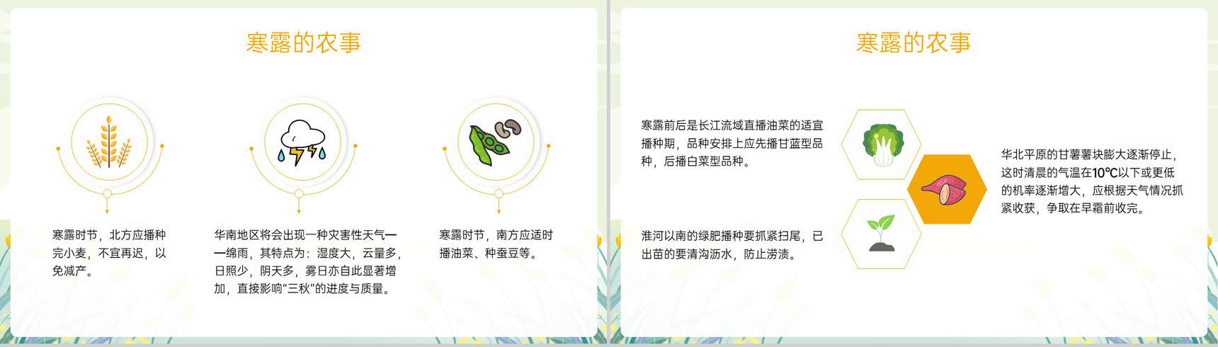 黄色小清新二十四节气寒露节气介绍寒露的三候PPT模板-6