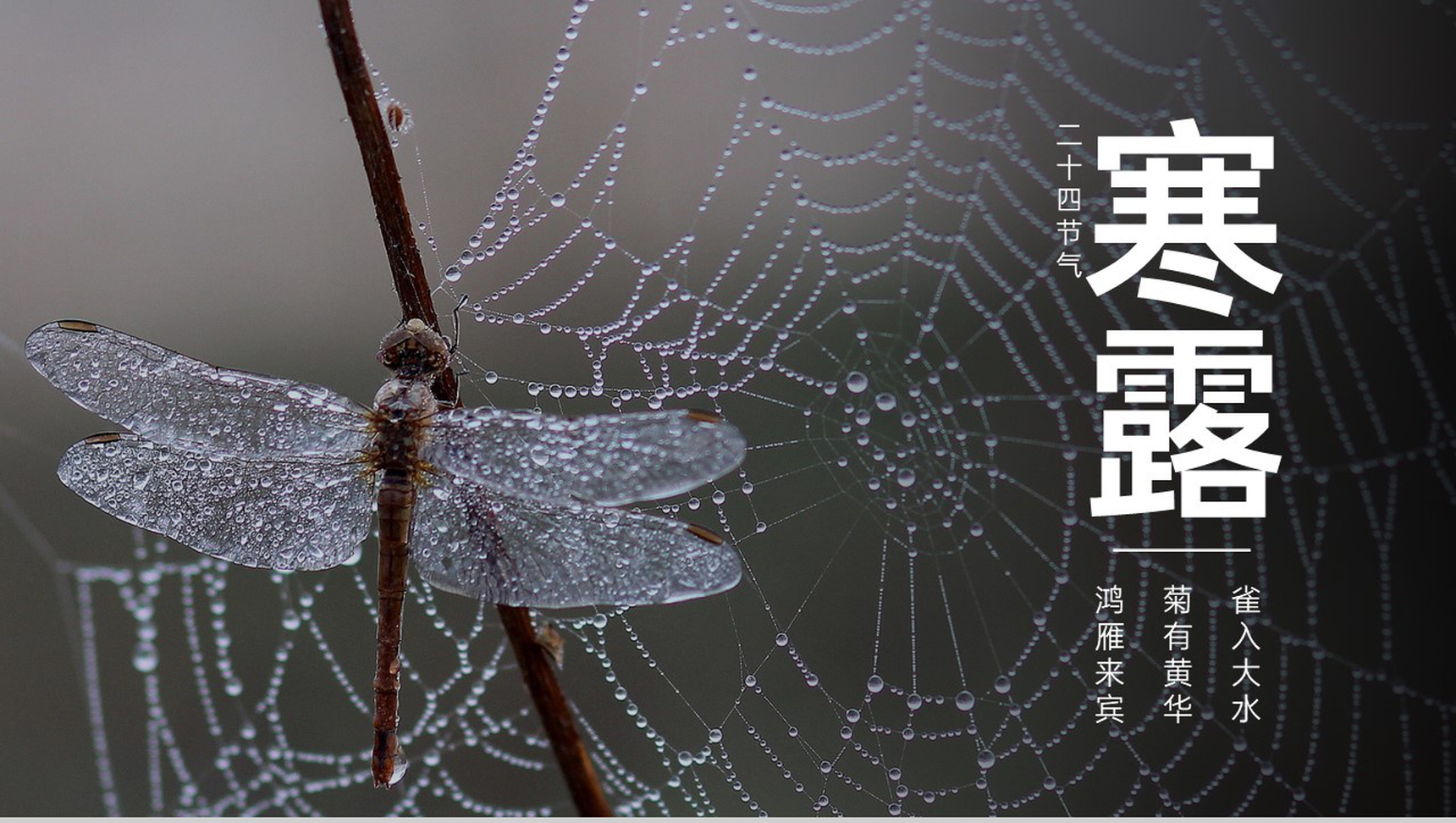 灰色简约风传统节气寒露主题工作汇报总结PPT模板-1