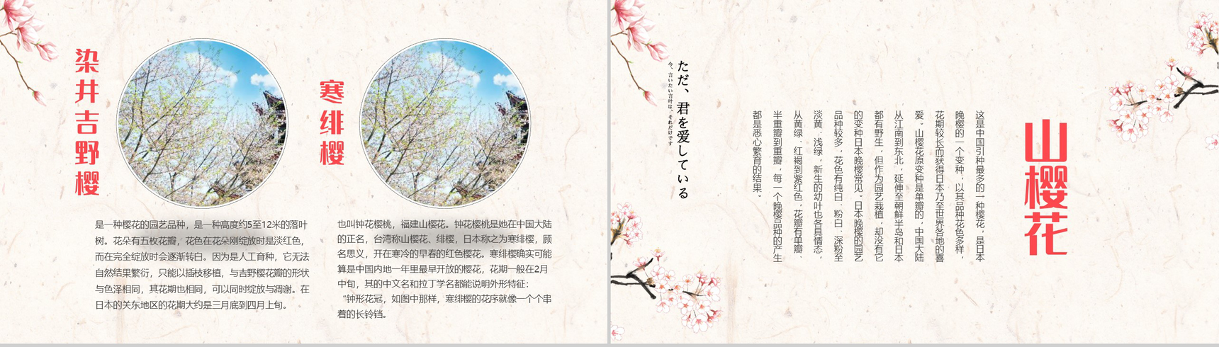 醉美樱花季樱花简介PPT模板-7