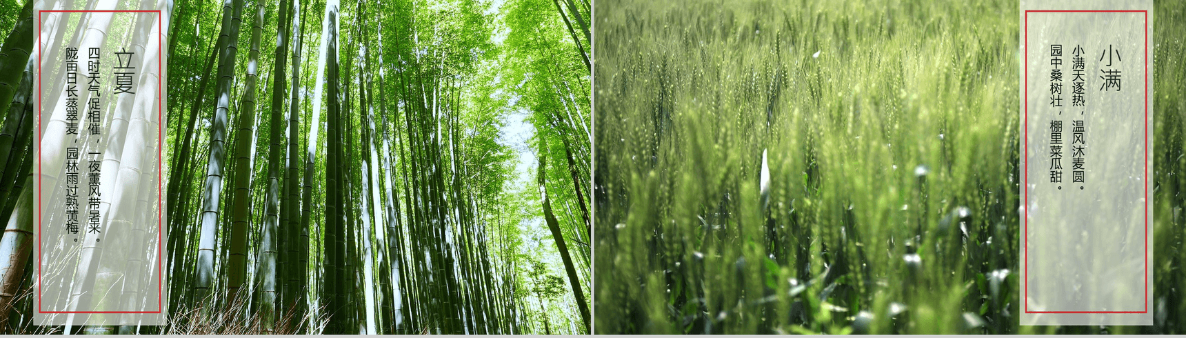 简约淡雅中国二十四节气介绍-5