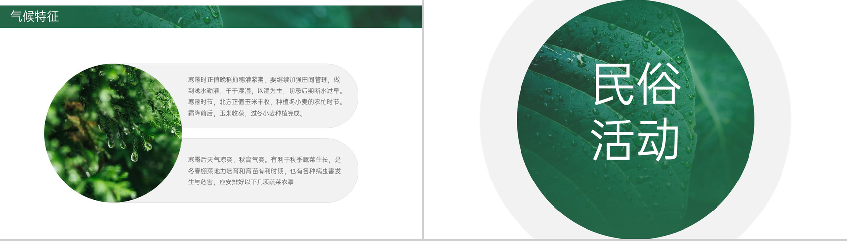 绿色简约小清新风二十四节气介绍之寒露的由来PPT模板-6