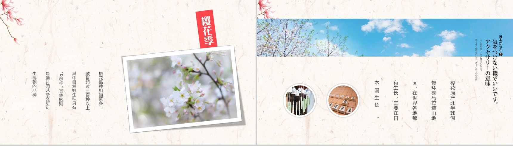 醉美樱花季樱花简介PPT模板-2