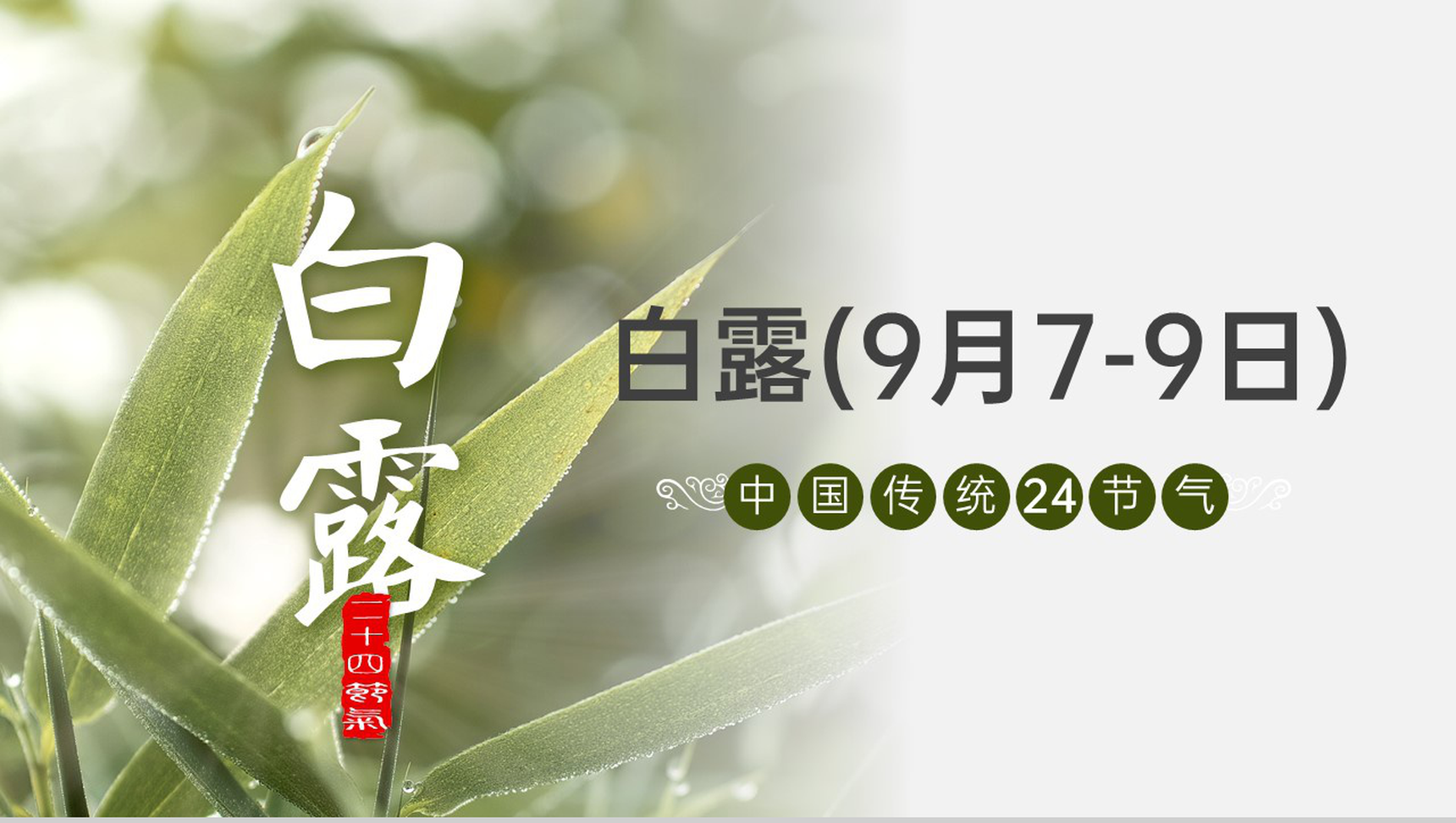 绿色清新风传统二十四节气之白露节气农事指南介绍PPT模板-1