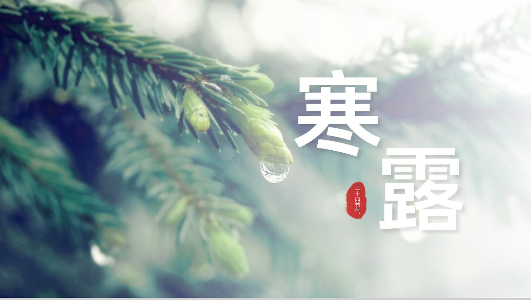 绿色简约二十四节气寒露公开课教学主题班会介绍PPT模板