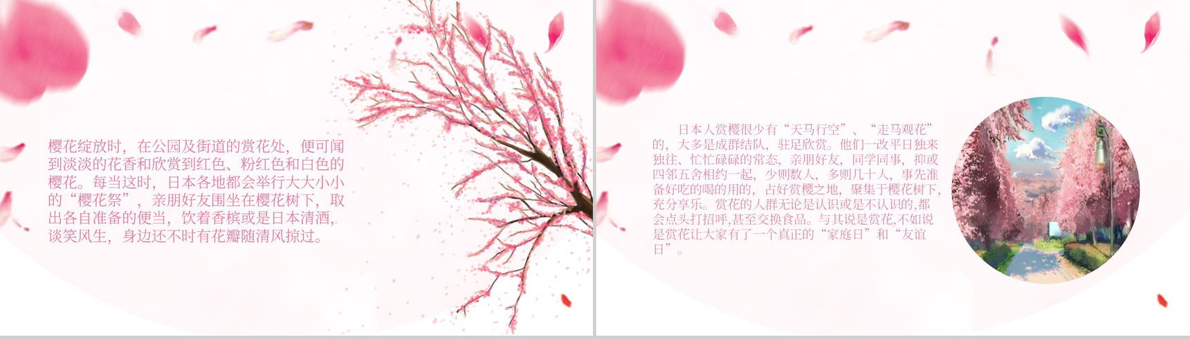 粉色清新淡雅日本樱花节樱花典故PPT模板-6