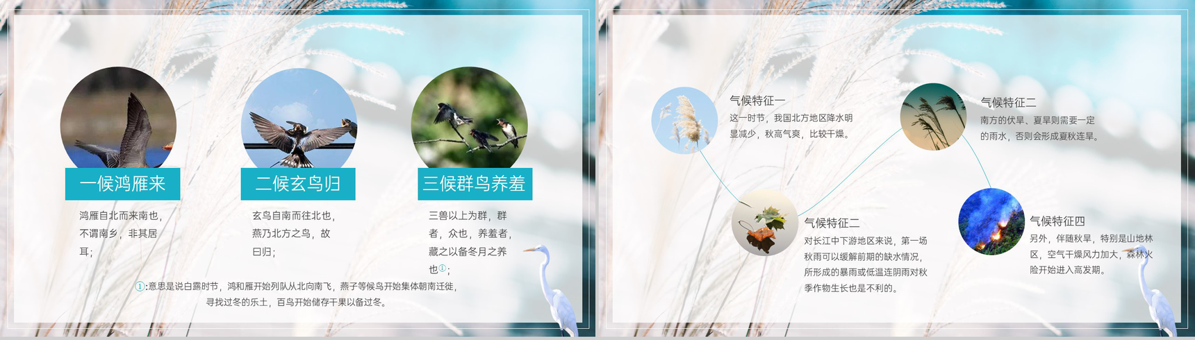 青色简约风中国传统节气白露介绍文化习俗科普PPT模板-5
