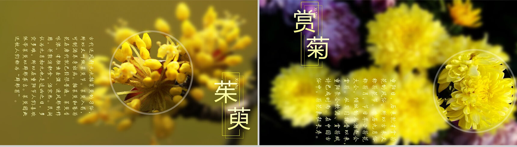 重阳佳节复古思亲PPT模板-6