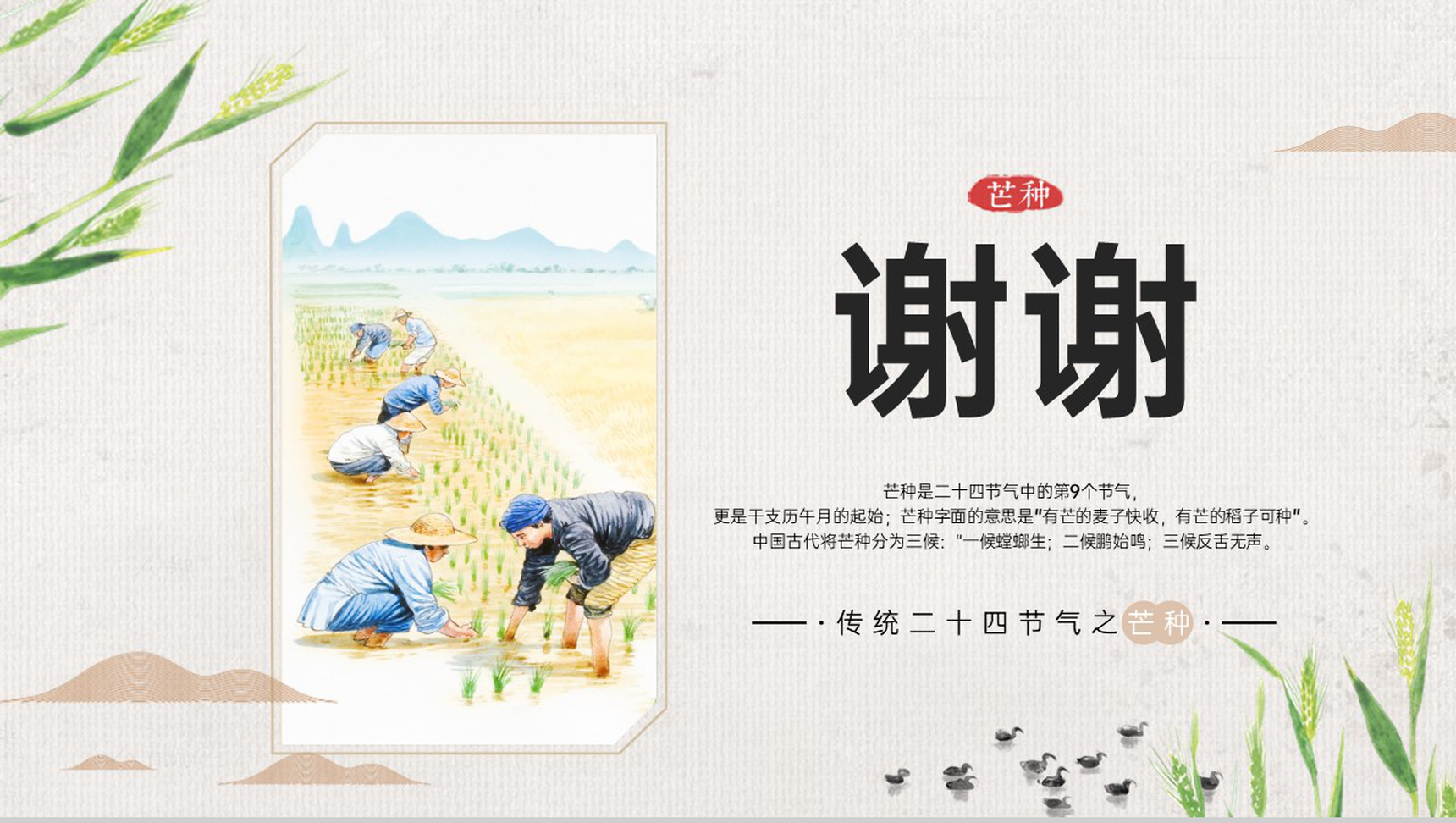 灰色卡通风二十四节气之芒种由来简介通用PPT模板-9