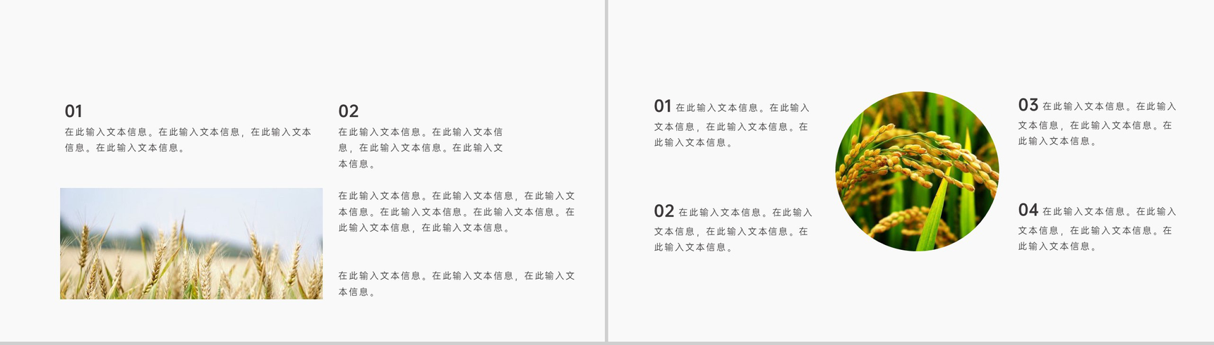 金色稻香风二十四节气小满由来背景介绍PPT模板-4
