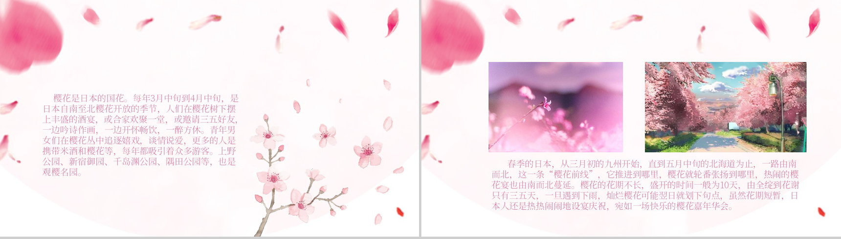 粉色清新淡雅日本樱花节樱花典故PPT模板-5