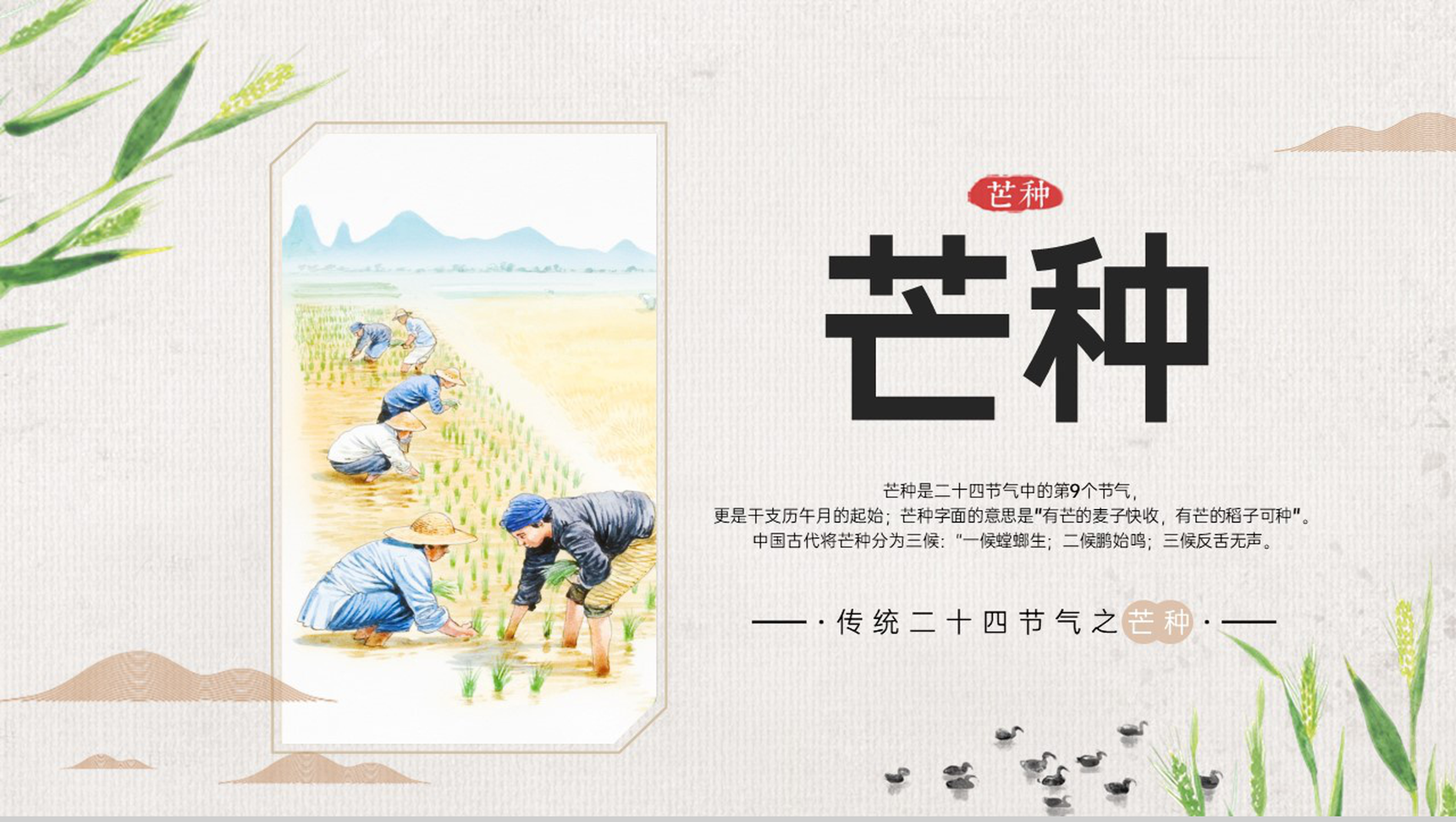 灰色卡通风二十四节气之芒种由来简介通用PPT模板-1