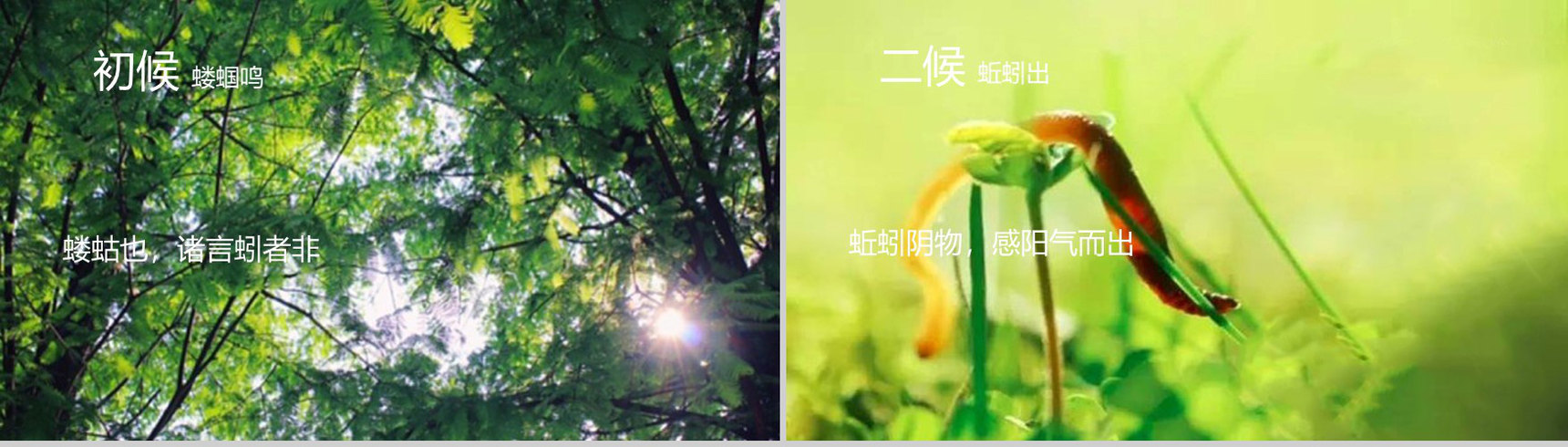 蓝色清新向日葵立夏节气教育说课PPT模板-4