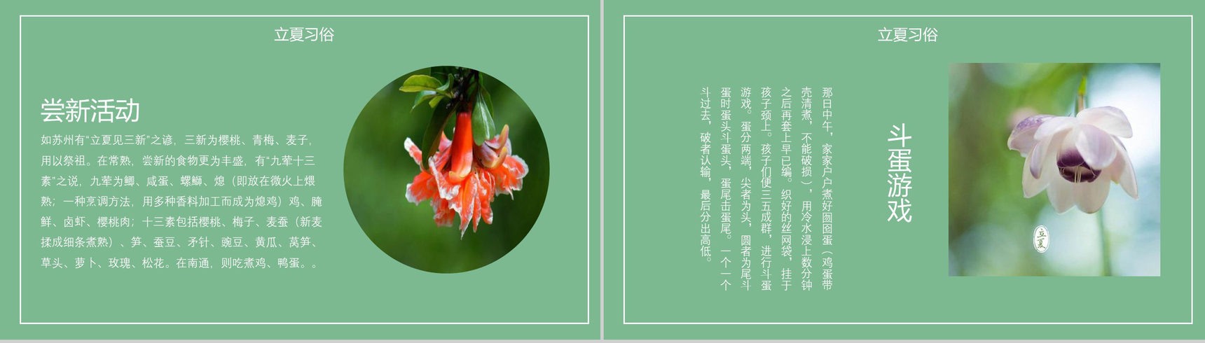 清新荷花绽放二十四节气立夏PPT模板-7