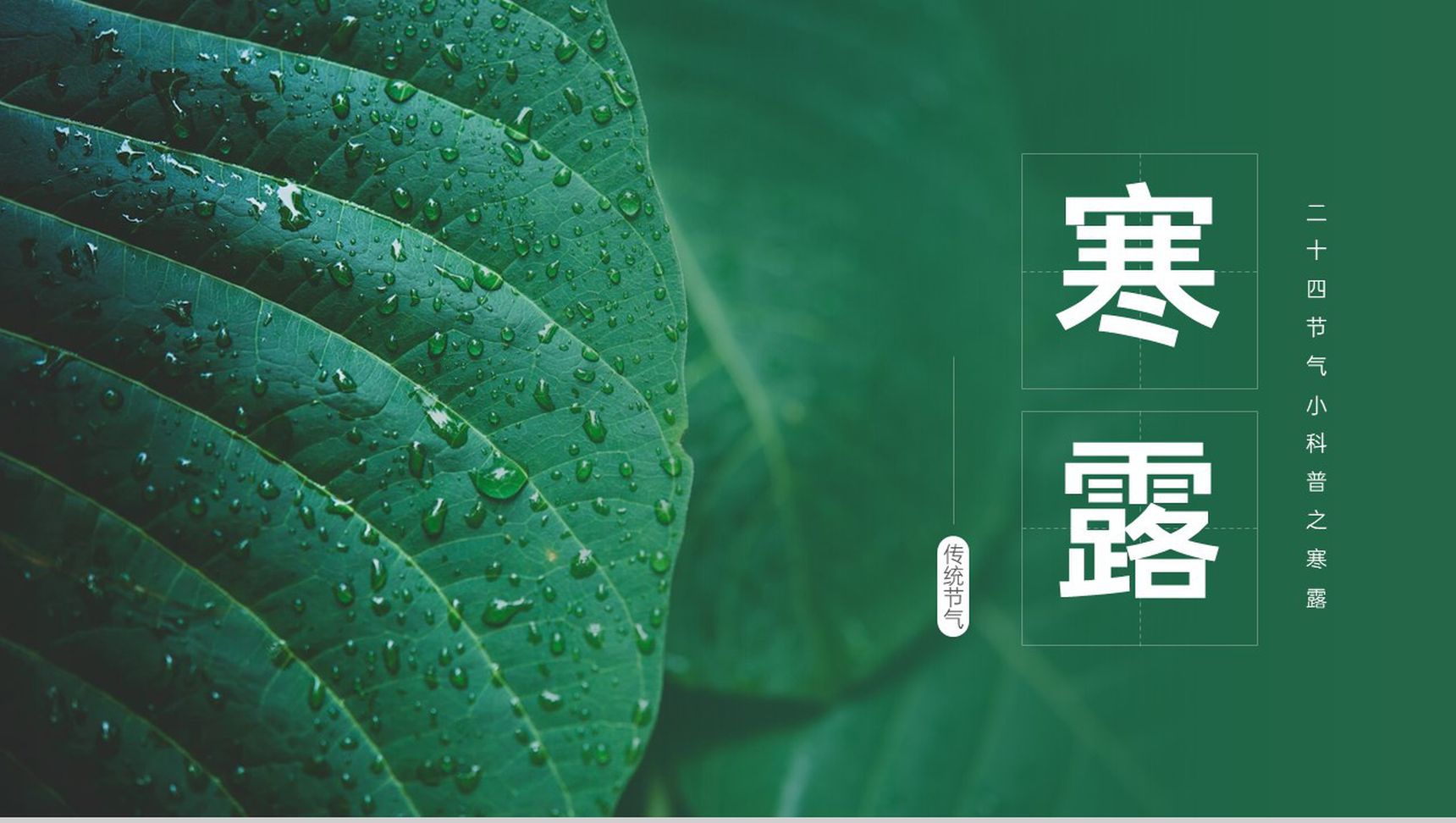 绿色简约小清新风二十四节气介绍之寒露的由来PPT模板-1