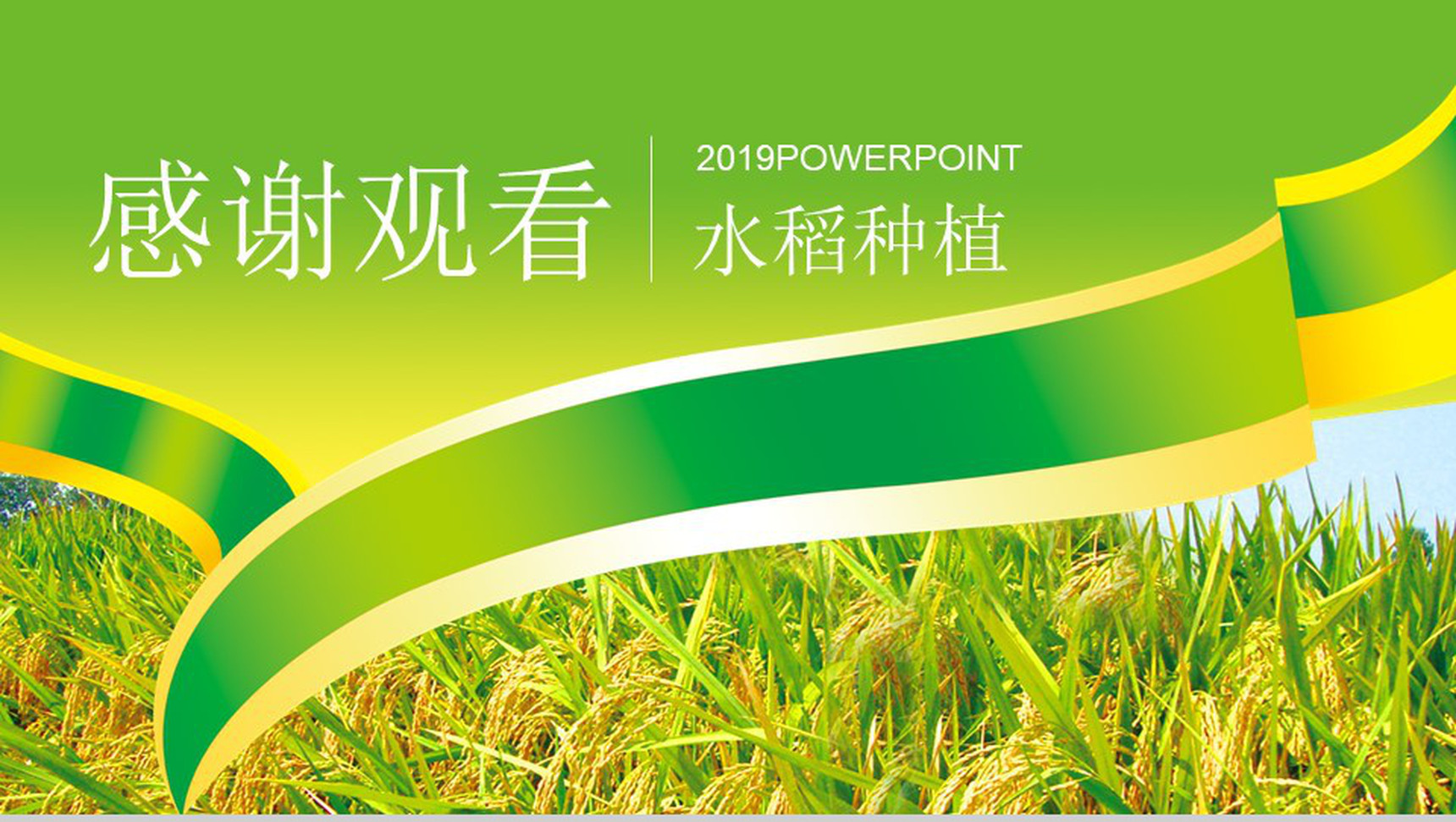农产品生产水稻种植PPT模板-13