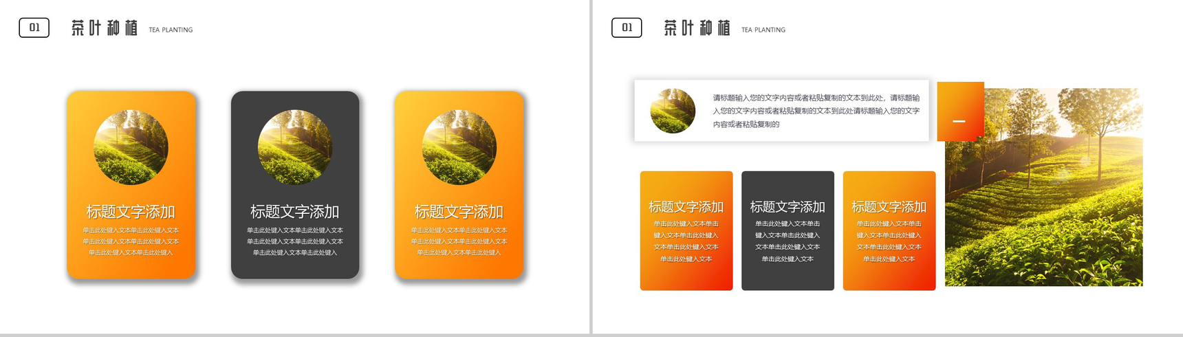 茶叶种植科学采摘流程介绍PPT模板-3