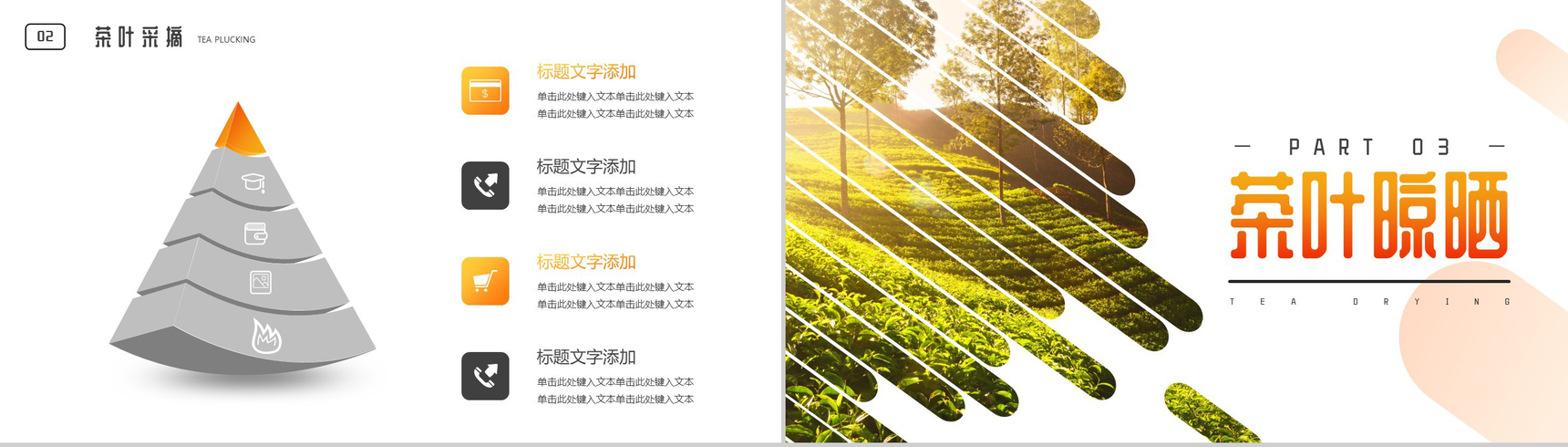 茶叶种植科学采摘流程介绍PPT模板-6