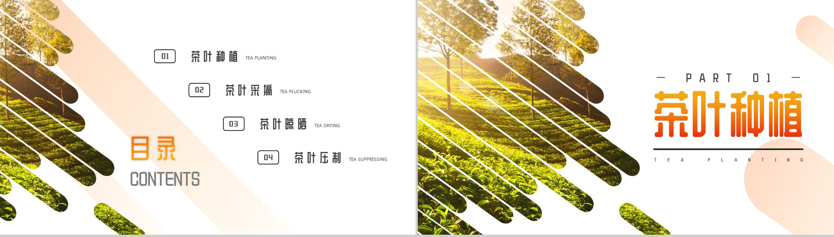 茶叶种植科学采摘流程介绍PPT模板-2
